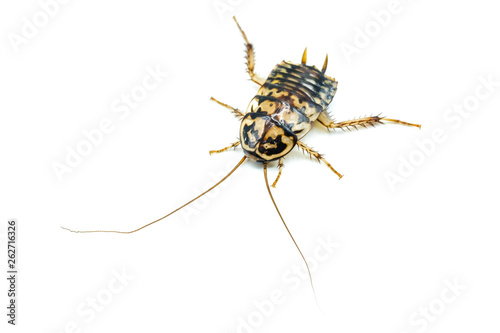 Cockroach isolated white background.