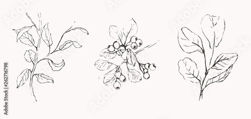 Botanical Illustration in Hand Drawn Style