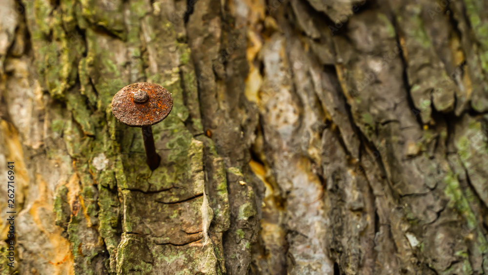 Nails nailed to trees for years until rusting Nails nailed to trees for years until rusting