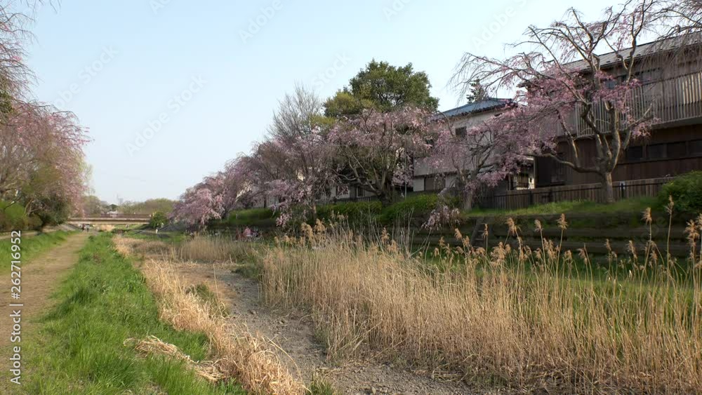 KOGANEI, TOKYO, JAPAN - CIRCA APRIL 2019 : CHERRY BLOSSOMS and golden grass in sunset near Musashino park. Spring season. KOGANEI, TOKYO, JAPAN - CIRCA APRIL 2019 : CHERRY BLOSSOMS and golden grass in sunset near Musashino park. Spring season.