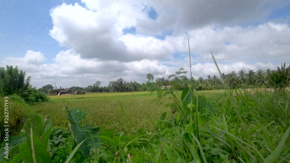 view of rice terraces in indonesia ubud