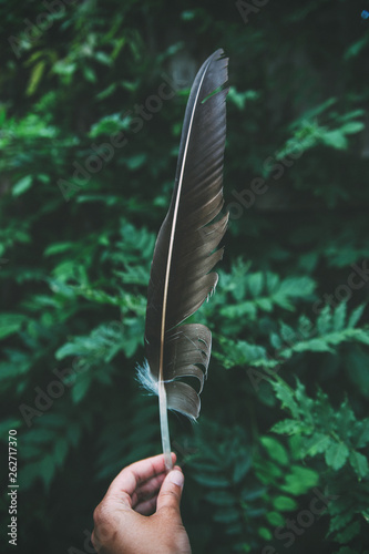 feather in the woods