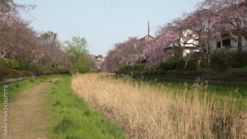 KOGANEI,  TOKYO,  JAPAN - CIRCA APRIL 2019 : CHERRY BLOSSOMS and golden grass in sunset near Musashino park.  Spring season. photo