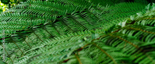 Green leaves texture. Fresh spring tropical leaves background