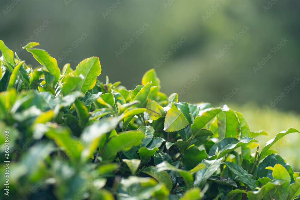 Obraz premium 茶葉の新芽
