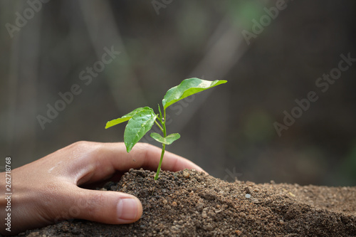 Hand protects seedlings that are growing, Environment Earth Day In the hands of trees growing seedlings, reduce global warming, concept of love the world.