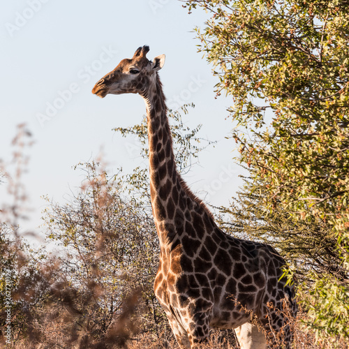 Photography Giraffe at Sondela