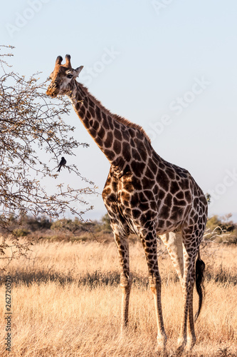 Giraffe at Sondela