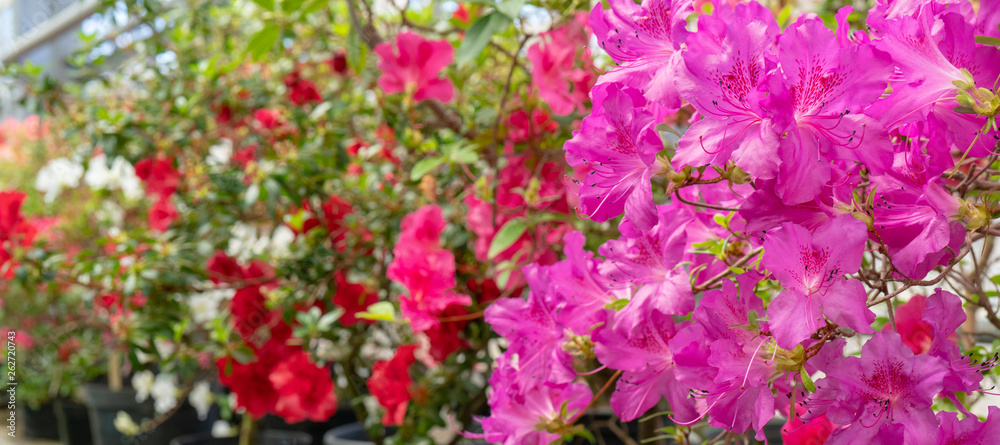 Blooming pink rhododendron (azalea), close-up, selective focus, copy space. Blooming pink rhododendron (azalea), close-up, selective focus, copy space.