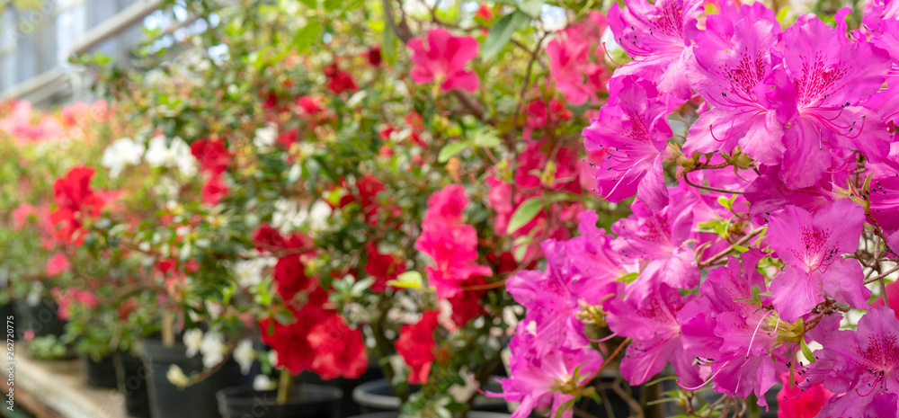 Fototapeta premium Blooming pink rhododendron (azalea), close-up, selective focus, copy space.