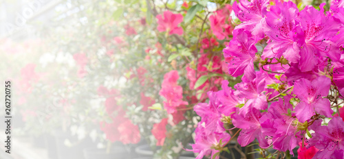 Fototapeta Naklejka Na Ścianę i Meble -  Blooming pink rhododendron (azalea), close-up, selective focus, copy space.