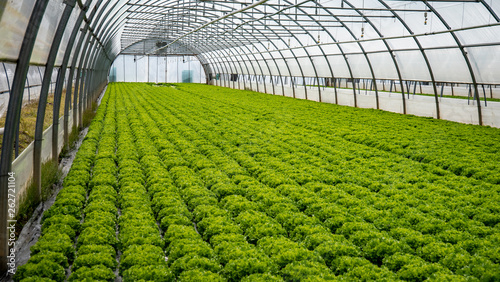 Lines and lines of vegetable plants grow in a covered greenhouse farm.  The plants grow under strict conditions all the year round.