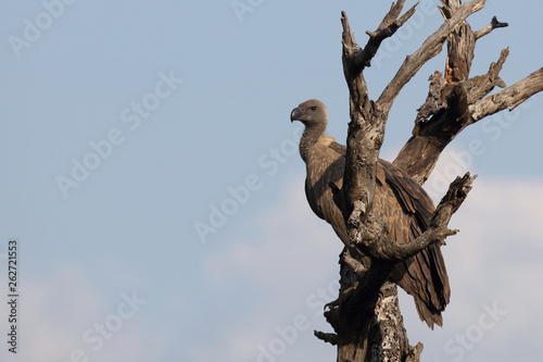 Wei  r  ckengeier   White-backed vulture   Gyps africanus