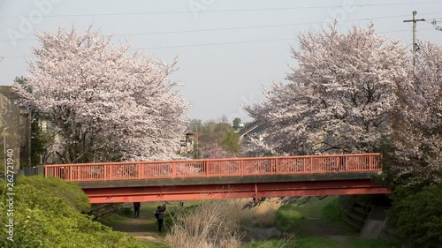 KOGANEI,  TOKYO,  JAPAN - CIRCA APRIL 2019 : CHERRY BLOSSOMS and red bridge in sunset near Musashino park.  Spring season. photo