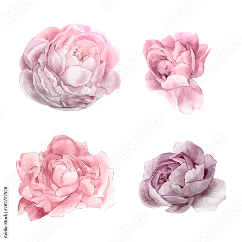Set of watercolor pink pyone, hand-drawn vector illustration of beauty peony floral elements isolated on white background. Vintage decorative botanical background. Greeting card, wedding invitation.