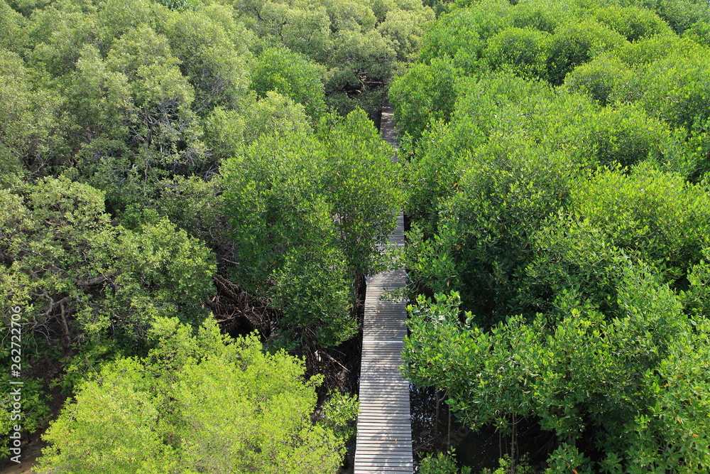 Wooden path leading into the forest of tropical mangrove conservation area, Rayong, Thailand