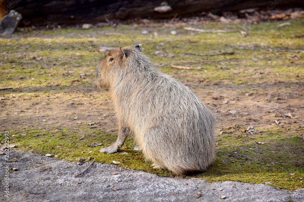 Hydrochaeris Hydrochaeris Capybara Closeup Sitting Hydrochaeris Hydrochaeris Capybara Closeup Sitting