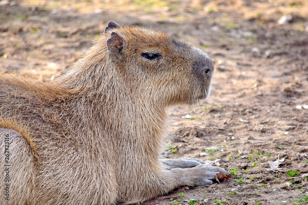 Hydrochaeris Hydrochaeris Capybara Head Closeup Resting Hydrochaeris Hydrochaeris Capybara Head Closeup Resting