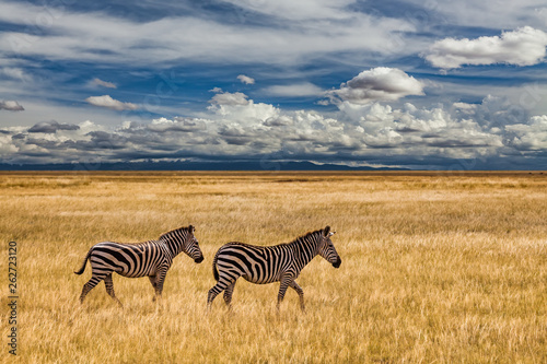 Zebra on grassland in Africa  National park of Kenya