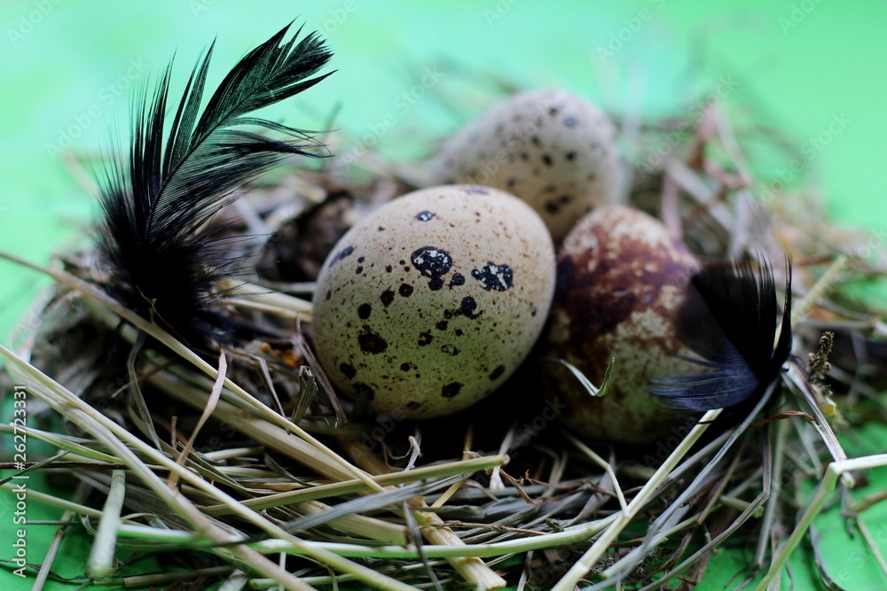 Fototapeta premium Nest with quail eggs and feathers on light green background.