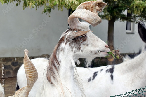 Capra Hircus Girgentana Goat Closeup Standing photo