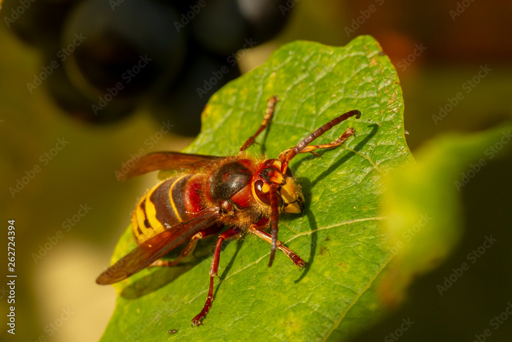 Naklejka premium Nahaufnahme einer Hornisse auf einem Weinblatt