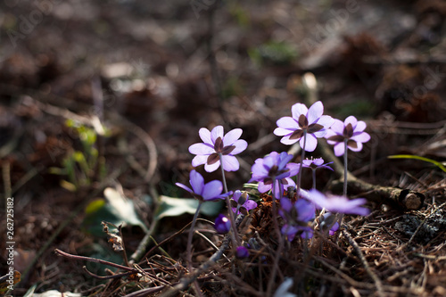 first spring flowers