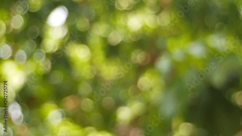 Wallpaper Mural bokeh green leaves background,blurred forest tree Torontodigital.ca