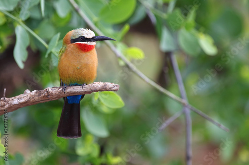 Weißstirnspint / White-fronted bee-eater / Merops bullockoides photo