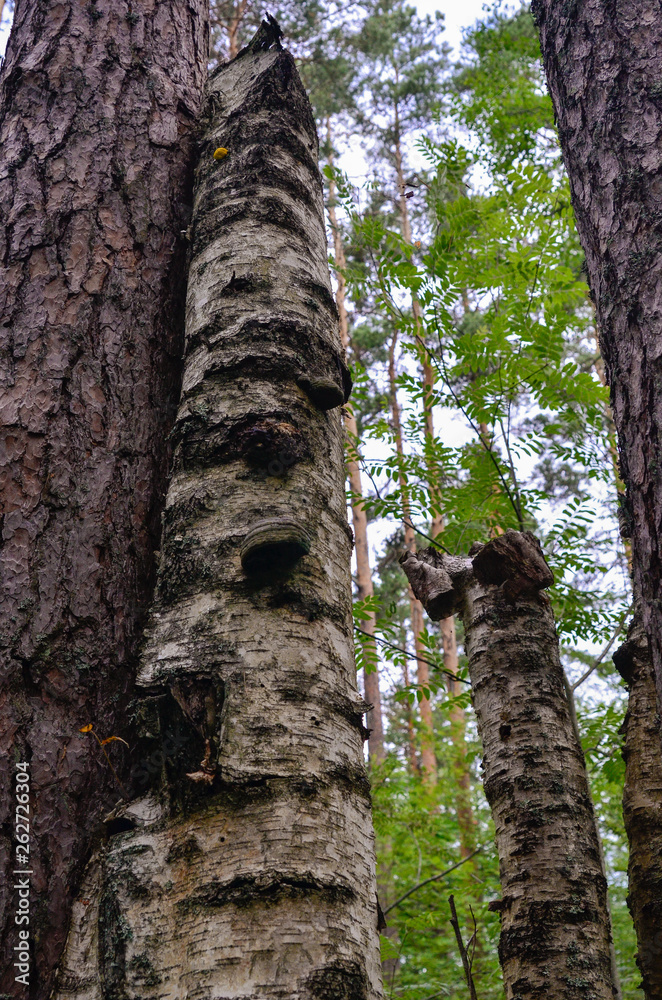 Obraz premium Nature,environment, forests, swamps, fields, rivers