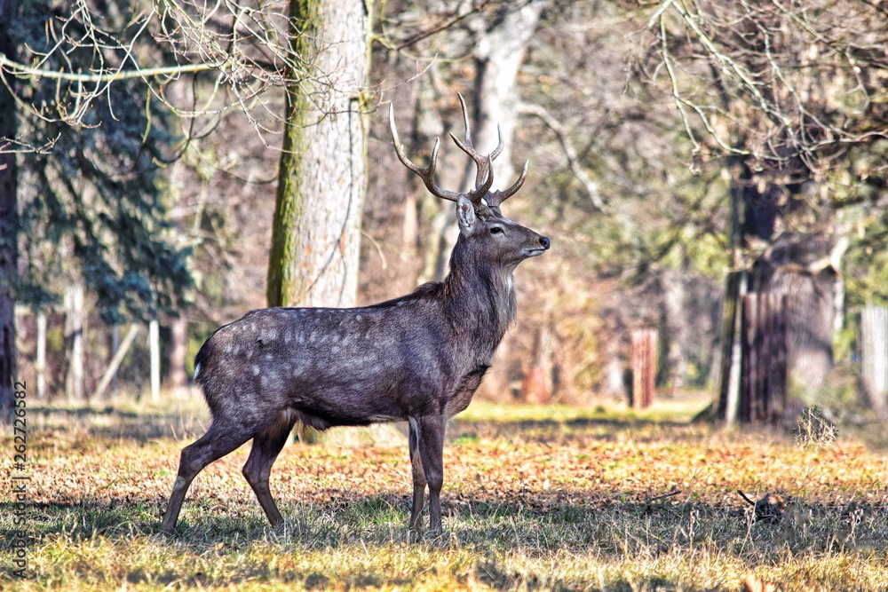 Fototapeta premium Dybowskii Deer in the Forest 