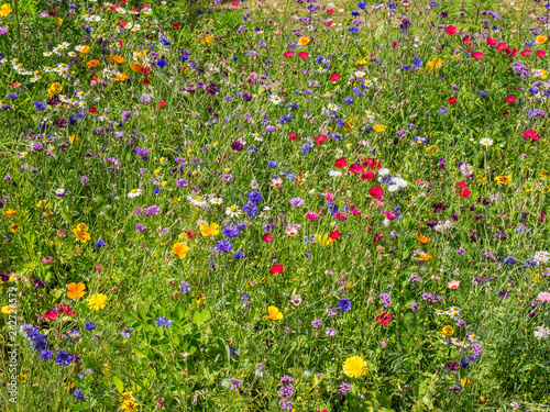 Bunte Blumenwiese mit verschiedenen Blüten