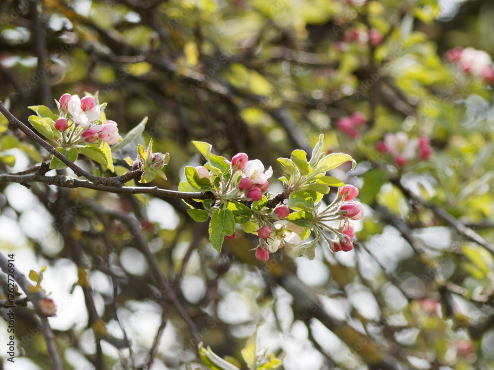 Inflorescences printanière du pommier domestique (Malus domestica)