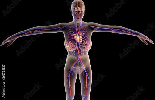 3D illustration of female with hearth and circulatory sytem photo