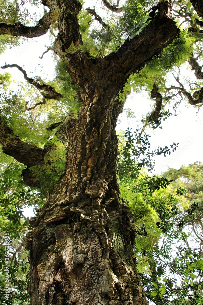 Fototapeta premium Leafy and green gardens in Sintra