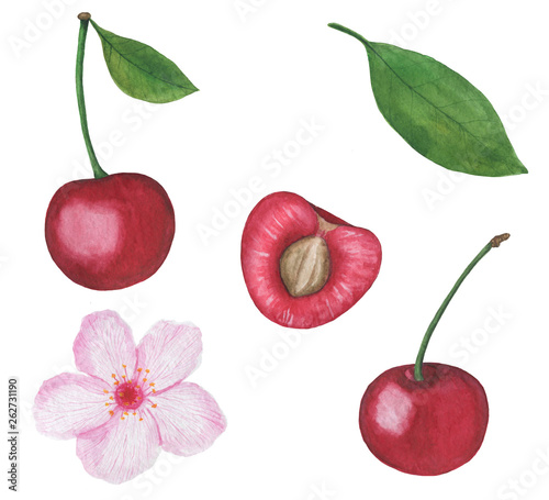  Cherry berry Watercolor illustrations set of summer botanical decorations greeting card design
