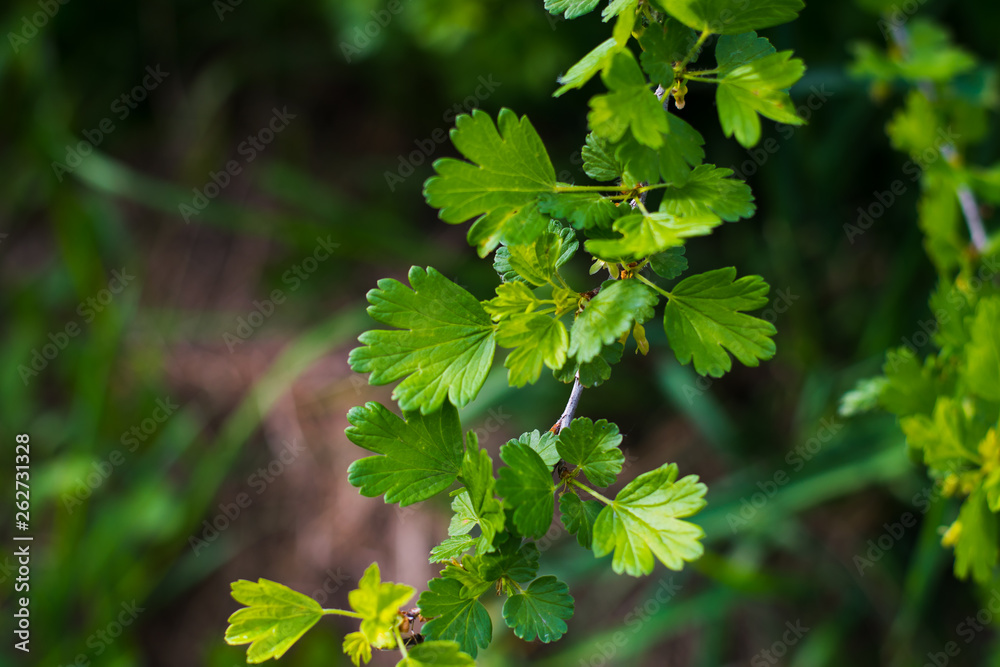young branch of gooseberry in spring young branch of gooseberry in spring