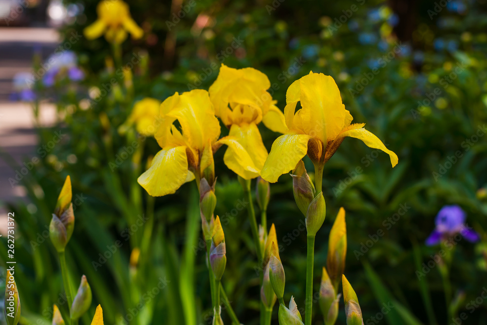 Fototapeta premium beautiful irises flowers in natural environment