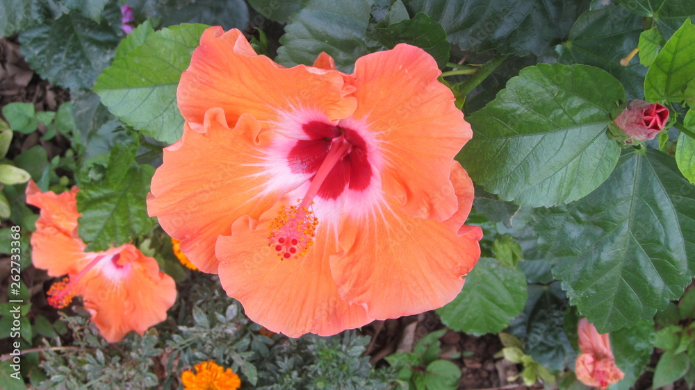 flower flower