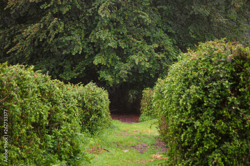 A path between the lush hedges, towards the woods.