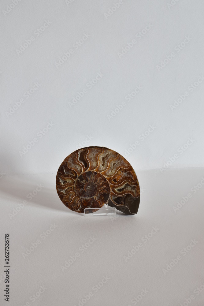 Naklejka premium Ammonite