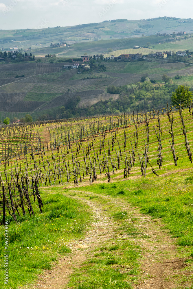 Vineyards of Oltrepo Pavese in April