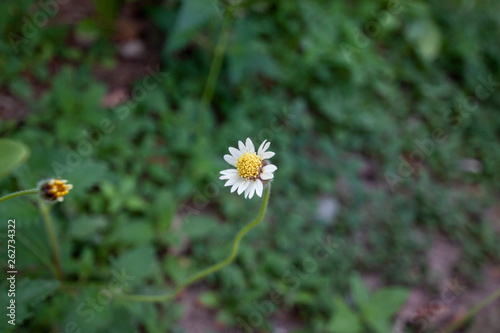 Grass flower on the wayside alone on blur nature background.