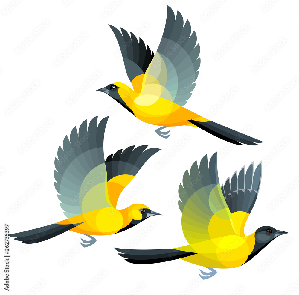 Obraz premium Birds in flight - Orioles