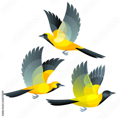 Birds in flight - Orioles