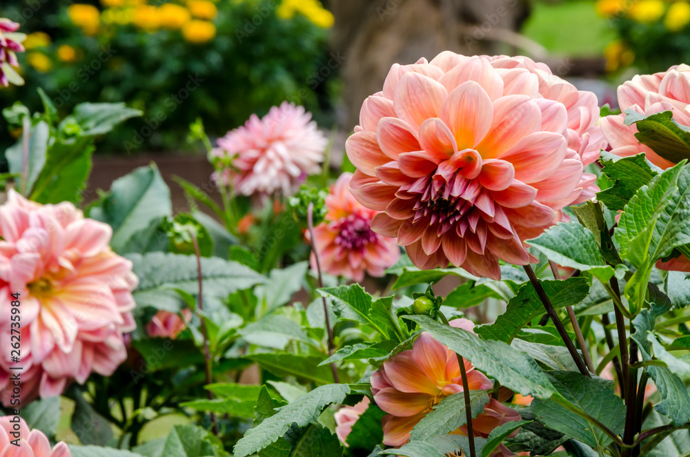 Pink flower and blur background in the garden Pink flower and blur background in the garden