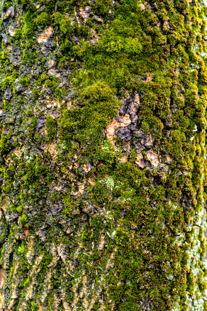 Rustic wood texture with moss