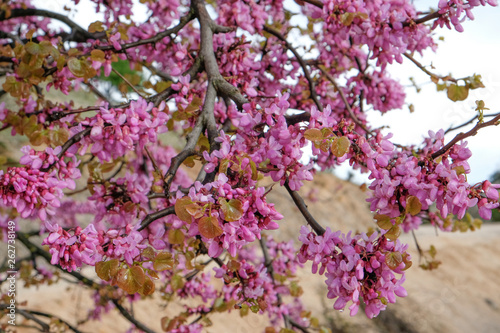 Blooming Cercis siliquastrum