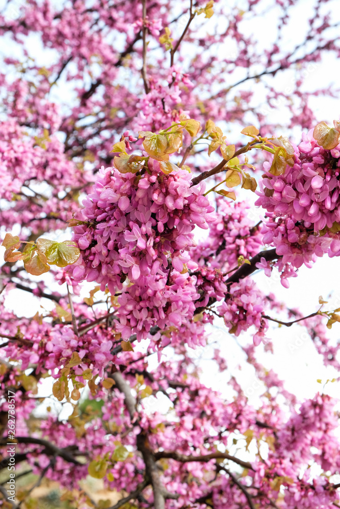 pink blooming tree in spring