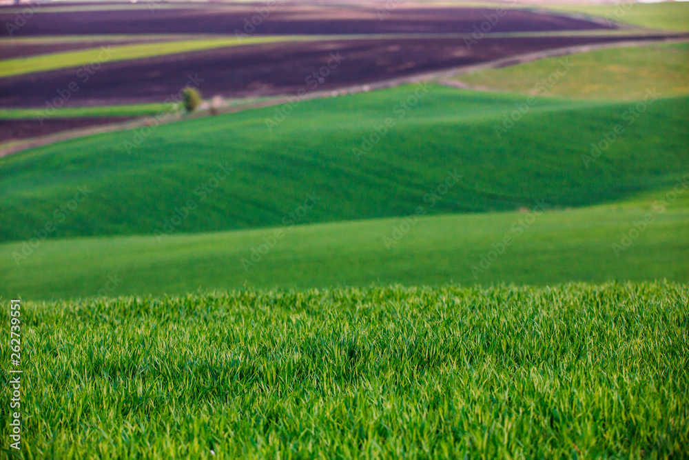 Fototapeta premium Rolling hills in spring